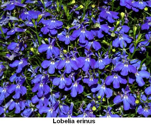 Lobelia erinus.jpg